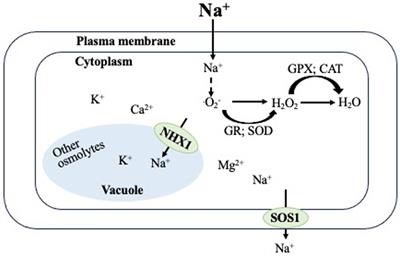 Effect of NaCl on physiological, biochemical, and ionic parameters of naked oat (Avena nuda L.) line Bayou1